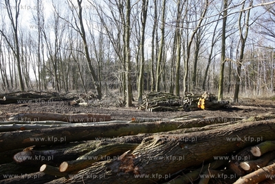 Wycinka drzew na terenie bylego Wojskowego Osrodka...