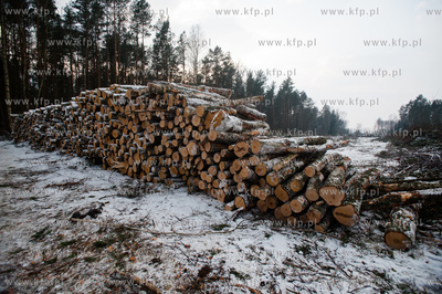 Gdansk. Rebiechowo. Wycinka drzew pod budowe Pomorskiej...