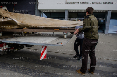 Gdansk. Uniwersytet Gdanski. Rozladunek szkieletu pletwala...