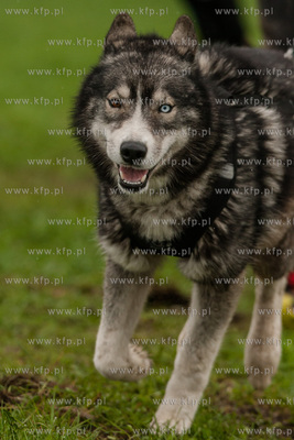 Przywidz. Puchar Polski w Wyscigach Psich Zaprzegow.
Nz...