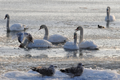 Gdynia Orlowo w zimowej szacie. Nz. ptaki na orlowskiej...