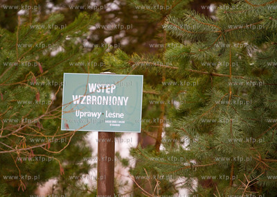 Brzezno, uprawy lesne.
21.12.2010
fot. Sebastian...