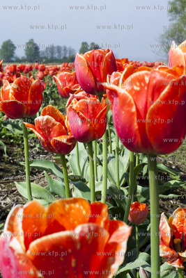 Zulawski Tulipan 2015. Tulipany rosnace na polach w...
