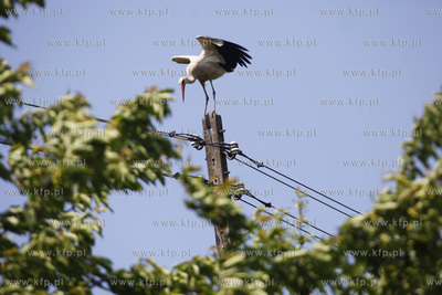 Kowale. Obraczkowanie bocianow bialych. Akcja odbywa...