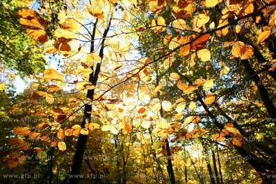 Sopot. Lisie Wzgorze.
14.10.2013
fot. Krzysztof Mystkowski...
