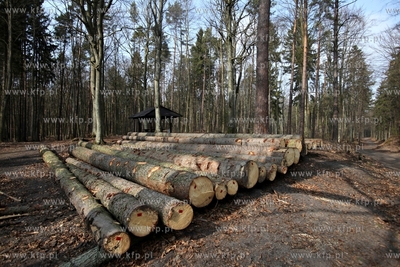 Gigantyczny wyrąb drzew w Trójmiejskim Parku Krajoobrazowym.
25.03.2015
fot....