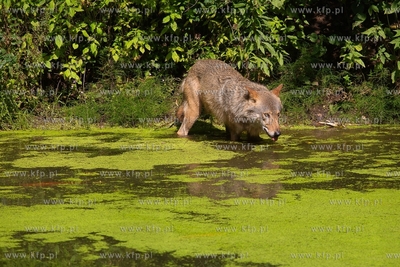 Gdańsk. Zoo w Oliwie. Upał w Zoo. Nz. Wilki 02.08.2018....