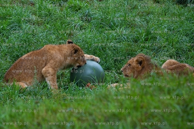 Międzynarodowy Dzień Lwa w gdańskim ZOO. 10.08.2018...