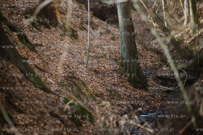 Gdansk. Oliwa, Trojmiejski Park Krajobrazowy. Sciezka...
