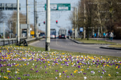 Gdynia. Chylonia. Kolorowe krokusy, ktore zakwitly...