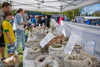 Gdynia. Skwer Arki Gdynia. Majowka przy Bulwarze, podczas...