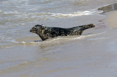 Siedem fok szarych zostalo wypuszczonych do Baltyku...