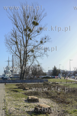 Wycinka drzew wzdłuż ul. Waszyngtona w Gdyni, która...