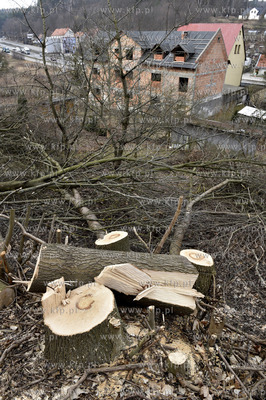 Wycinka drzew w Gdańsku Brętowie na ul. Juliusza...