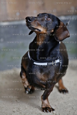 Sopot. Hipodrom. Psie zawody o Puchar Planet Pet Society...