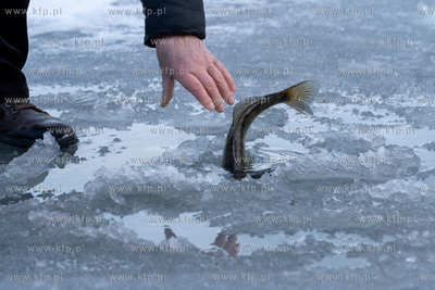 Wędkarstwo podlodowe w Gdańsku na skutej lodem Motławie...