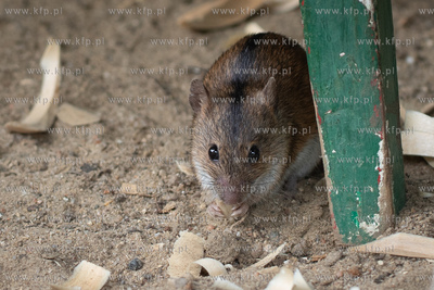 Gdańsk. Nz. Mysz polna. 20.08.2023 fot. Anna Rezulak...