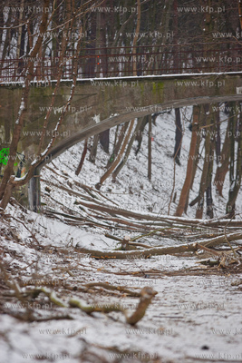 Gdansk. Oliwa. Wycinka drzew pod budowe Pomorskiej...