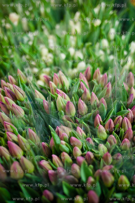 Gdansk. Giełda kwiatowa Dick Inter.
08.03.2013
fot....