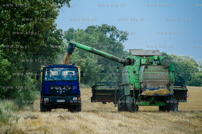 Powiat Koscierski. Kombajn podczas zniw. 
04.08.2015
fot....