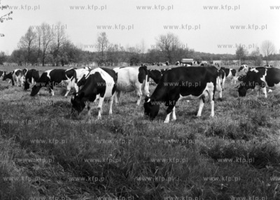 Krowy pasa na sie lace w Gdansku Stogach.  24.05.1976...