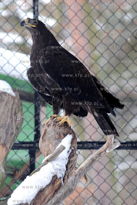 Zima w Miejskim Ogrodzie zoologicznym Wybrzeza w Gdansku...
