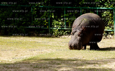 Ogrod zoologiczny w Gdańsku Oliwie. Nz. hipopotam...