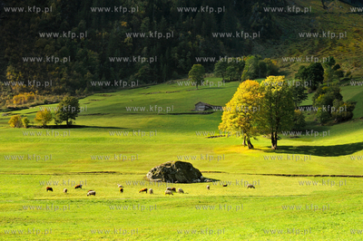 Szwajcaria, Guttannen, Berno. Jesienne Alpy w okolicy...