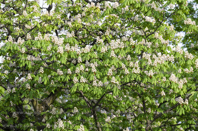 Sopot. Kwitnące kasztanowce.19.05.2021 Fot. Anna...