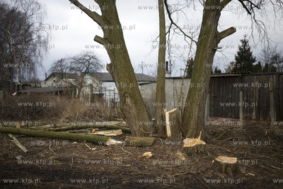 Wycinka drzew przy ul. Kochanowskiego w Gdańsku.
28.02.2017
fot....