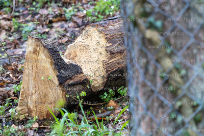 Sopot. Staw Mazowiecki. Drzewa zabiezpieczone siatką...