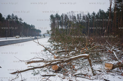 Gdansk. Rebiechowo. Wycinka drzew pod budowe Pomorskiej...