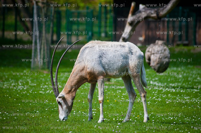Gdansk. Oliwskie zoo.
Nz Orysk Szablorogi
14.05.2013
fot....