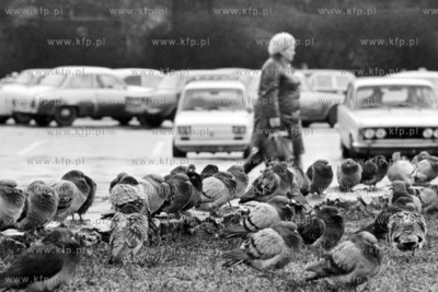 Gołębie na Targu Węglowym w Gdańsku. 10.12.19762grudzien76_z.kosycarz_p19Fot....