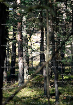 Miejscowosc Ulinia w gminie Wicko. Nz. Wiosna w lesie...