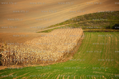 Morawy. Czechy. Okolice miejscowosci Kijev. Nz. pola...