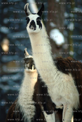 Zima w oliwskim Zoo . N.z. lamy. 23.01.2004 fot. Krzysztof...