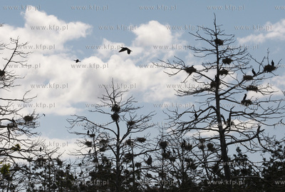 Rezerwat ornitologiczny w Katach Rybackich. Nz Kormorany....