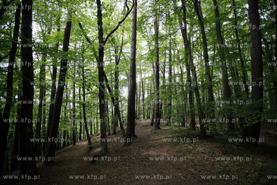 Sopot. Las.13.06.2012fot. Krzysztof Mystkowski...
