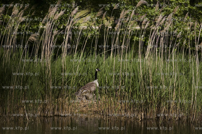 Gęsia rodzina robi furorę w gdańskim Parku Reagana.26.05.2015fot....