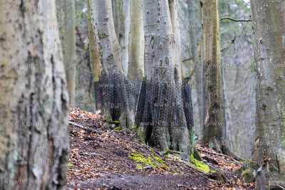 Sopot. Staw Mazowiecki. Drzewa zabiezpieczone siatką...