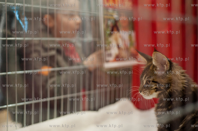 Gdansk. Galeria Baltycka. Obchody swiatowego dnia kota....