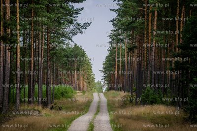 Powiat Koscierski. Sciezka lesna.
04.08.2015
fot....