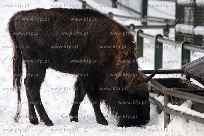 Zima w Miejskim Ogrodzie zoologicznym Wybrzeza w Gdansku...
