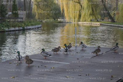 Starogard Gdański,Park Miejski.05.11.2019Fot. Krzysztof...