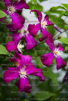 Dobrzewino. Clematis (powojnik)07.07.2019 Fot. Anna...