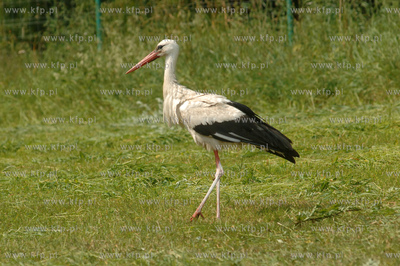 Bocian na lace poluje na zaby. 8.07.2006 Fot. Maciej...
