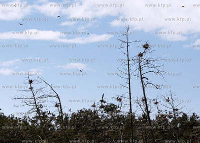 Rezerwat ornitologiczny w Katach Rybackich. Nz Kormorany....