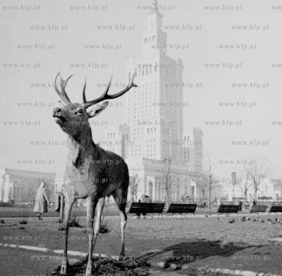 Wypchany jelen przed Palacem Kultury w Warszawie. 0004148z...