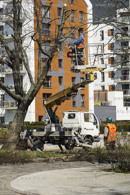 Przycinka, redukcja korony drzew na Kamiennej Grobli...